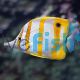 Butterflyfish Copperband LGE