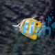 Butterflyfish Copperband TIN