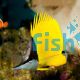 Butterflyfish Yellow Longnose Forcipiger flavissimus