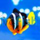Clarks Clownfish - Indo Pac