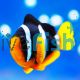Clarks Clownfish - Indo Pac