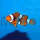 Percula Clownfish - Medium