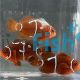 CB Clownfish Gold Flake Maroon - Small