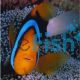 Clownfish Blue Lined