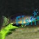 Cyprichromis Microlepidotus Sibwesa 5cm