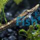 Freshwater Pipe Fish