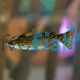 Driftwood Catfish 