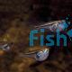 Dwarf Glass Hatchet Fish 