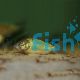 Emerald Catfish