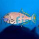 Female Triggerfish Blue Jaw Med