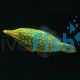 Filefish Longnose 