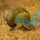 Fitzroy River Snail - Notopala alisoni