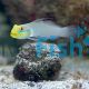 Gold Head Sleeper Goby - Large