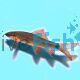 Rainbow Shark - Epalzeorhynchos Frenatum