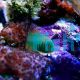 Green Coral Goby - Medium