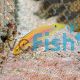 Hogfish Two Spot Yellow Candy - Bodianus bimaculatus 