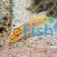 Two Spot Yellow Candy Hogfish - Bodianus bimaculatus