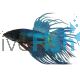 Crowntail Ocean Green Male Fighter 5cm