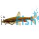 Golden Pencilfish - Red Form 3.5cm