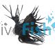 Male Siamese Betta Crowntail Black