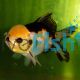 Tri Colour Oranda Goldfish 9cm