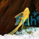 L/F Albino Bristlenose Catfish 