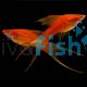 Lyretail Red Tuxedo Swordtail 5cm