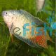 Macropodus opercularis - Paradise Fish
