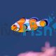 Orange & White Clownfish - Large