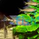 Neon Blue - Paracyprichromis Nigripinnis