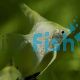 Gold Pearlscale Angelfish 4.5cm