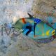 Triggerfish Picasso