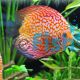 Pigeon Checkerboard Discus 9cm