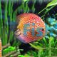 Pigeon Checkerboard Discus 5cm
