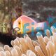 Pink Skunk Clownfish