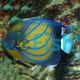 Angelfish Blue Ring Adult XLG