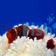 Goldstripe Misbar Maroon Clownfish