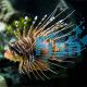 Antennata Lionfish - Pterois antennata