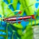 Red Dwarf Pencilfish