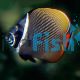 Red-Tailed Butterflyfish - Small