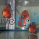 Solid Red Cover Discus