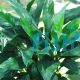 Spathiphyllum - Medium (Piece Plant)