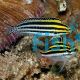 Striped Poison Fang Blenny - Meiacanthus grammistes 