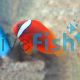Tomato Clownfish - Amphiprion rubrocinctus 