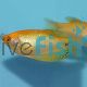 Golden Gourami - Trichogaster trichopterus 