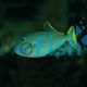 Triggerfish Blue Jaw Male