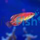 Wrasse Mccoskers Flashers
