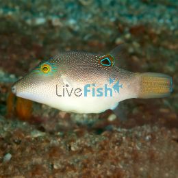 LiveFish - Australia's Fish Home Delivery Experts