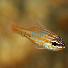 Yellow Striped Cardinalfish - Medium