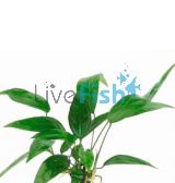 Anubias - Large Assorted